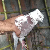 کبوتر تک پر|پرنده|قرق, |دیوار