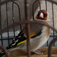 یک عدد سهره معاوضه با قناری