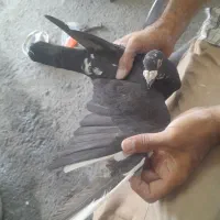 کبوتر آلمانی