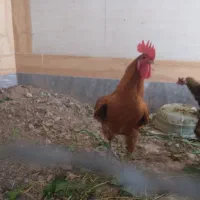 خروس سالم و سرحال درشت و هیکلی