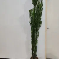 گل شاداب و زیبا