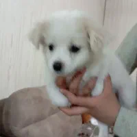 باسلام توله پامر۳ماهه شناسنامه واکسن خورده