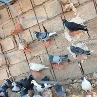 پرنده