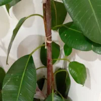 گل فیکوس|گل و گیاه طبیعی|شهرکرد, |دیوار