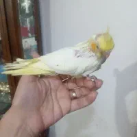 جوجه عروس هلندی دانه خور|پرنده|مشهد, انصار|دیوار