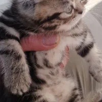 بچه گربه برتیش.اسکاتیش.فلت|گربه|میانه, |دیوار