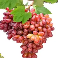 پیش فروش نهال انگور صاحبی لیبل دار|خدمات باغبانی و درختکاری|آرمرده, |دیوار