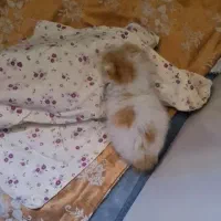 گربه