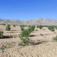 زمین-باغ