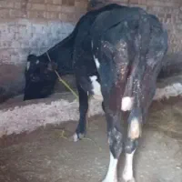 گاو هلشتاین