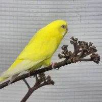 مرغ عشق هلندی