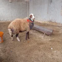 بره قوچ شیشک|حیوانات مزرعه|شاهین‌شهر, گزبرخوار|دیوار