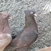 کبوتر خوب، سرور چاپی،و تعدادی کبوتر قیمت مناسب|پرنده|خورموج, |دیوار