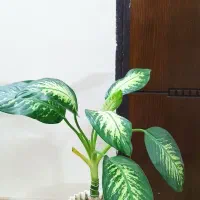 دو عدد گل گلدون بزرگ|گل و گیاه طبیعی|مشهد, آزادشهر|دیوار