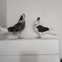 کبوتر پر