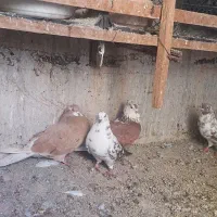 کبوتر|پرنده|اندیشه, اندیشه فاز ۴|دیوار