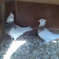 کبوتر|پرنده|تولم شهر, |دیوار