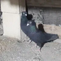 کبوتر زاغ آبادانی / چشم و نوک سفید / کفتر / صرب