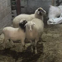 بره یکساله جنس