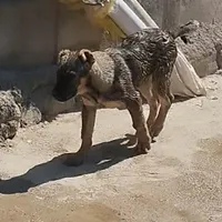توله سگ سرابی ما