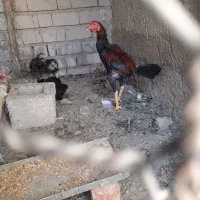فروش خروس خوب سرحال|پرنده|ایرانشهر, |دیوار