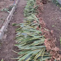 سانس ریشه لخت ارسال از شمال تحول در شیراز|گل و گیاه طبیعی|شیراز, نصرآباد|دیوار