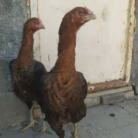 مرغ لاری افغان اصیل