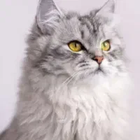 گربه پرشین