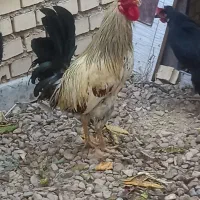 خروس