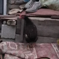 جوجه خروس محلی سالم فروش فوری