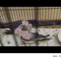 جوجه عروس هلندی|پرنده|سرخنکلاته, |دیوار