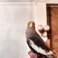 عروس هلندی با قفس و متعلقات کامل
