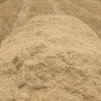 کاه سفیدگندم