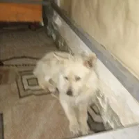 واگذاری حیوانات