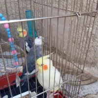 عروس هلندی