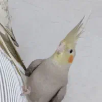 نر وماده زیبا|پرنده|رشت, جانبازان|دیوار