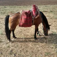 مادیان همراه با کره و آبستن،عکس اول برای ۳ماه قبله|اسب و تجهیزات اسبسواری|ترکمانچای, |دیوار