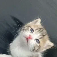 واگذاری گربه