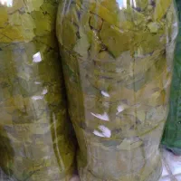 برگ موی تازه پر پر  هستن از برگهای نازک تظمینی