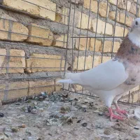 طوقی سرور مهر|پرنده|میبد, |دیوار