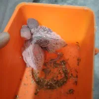 یک جفت فنج سفید زبیا و ۲ عدد مرغ عشق سرلاکی|پرنده|مشهد, نیزه|دیوار