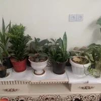 گل های فروشی|گل و گیاه طبیعی|چناران, |دیوار