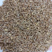 حدود سه تن جو درجه یک و گندم