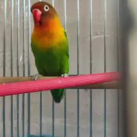 پرنده|پرنده|لنجان, |دیوار