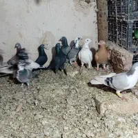 کفتر پرشی|پرنده|اسفرورین, |دیوار