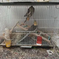 عروس هلندی بالغ و کتوله