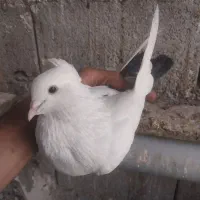 کبوتر سفید دم مشکی کاکلی پاپر