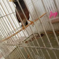 مرغ مینا سخنگو فوری|پرنده|پاکدشت, پاکدشت (مامازند)|دیوار