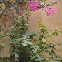 تعدادی نهال گل کاغذی وتاتوره|گل و گیاه طبیعی|رشت, جهاد|دیوار