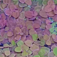 گیاه رو آبی آکواریومی فیلانتوس